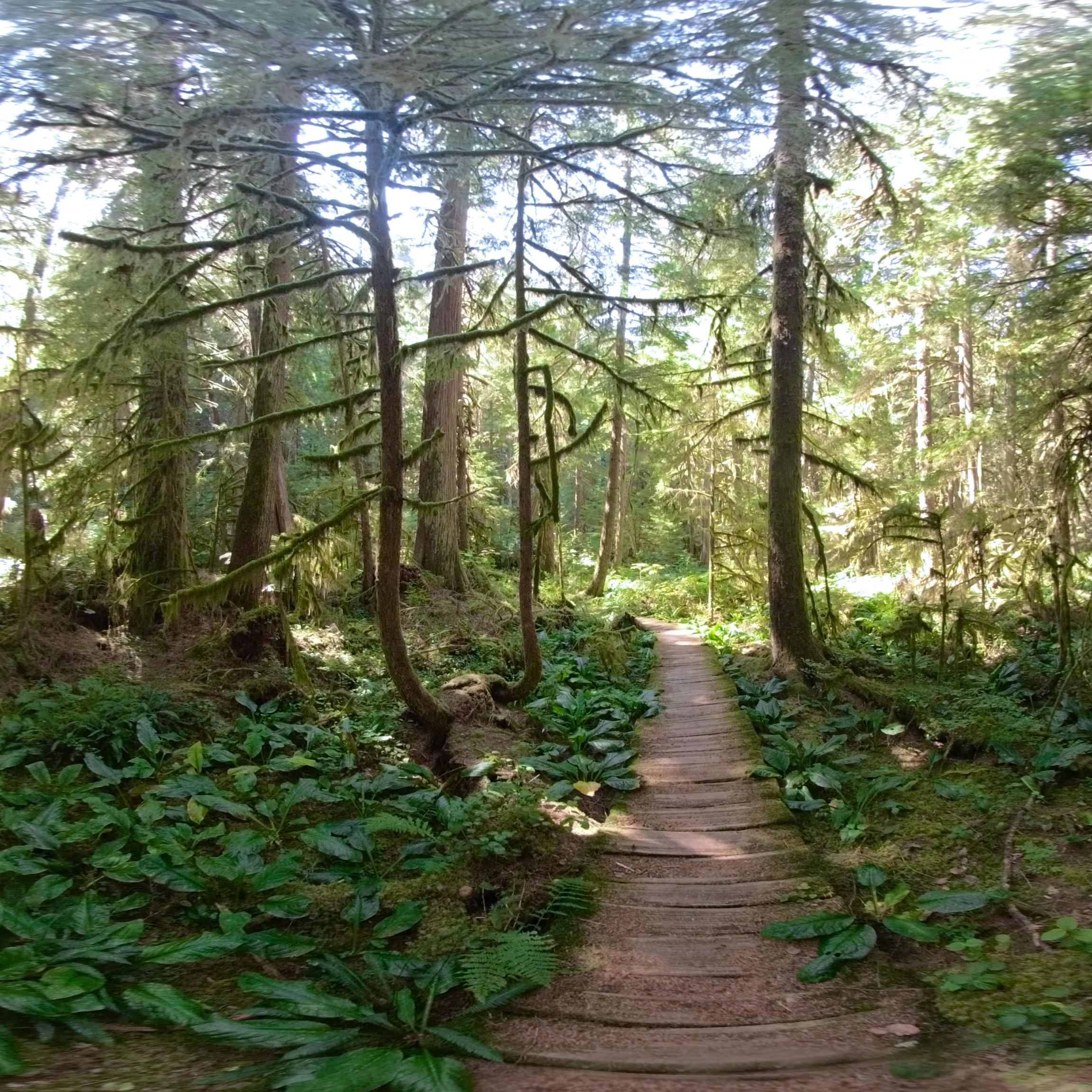 A 360 photo of a wood boardwalk in a dense rainforest surrounded by lush plants and tall trees. 