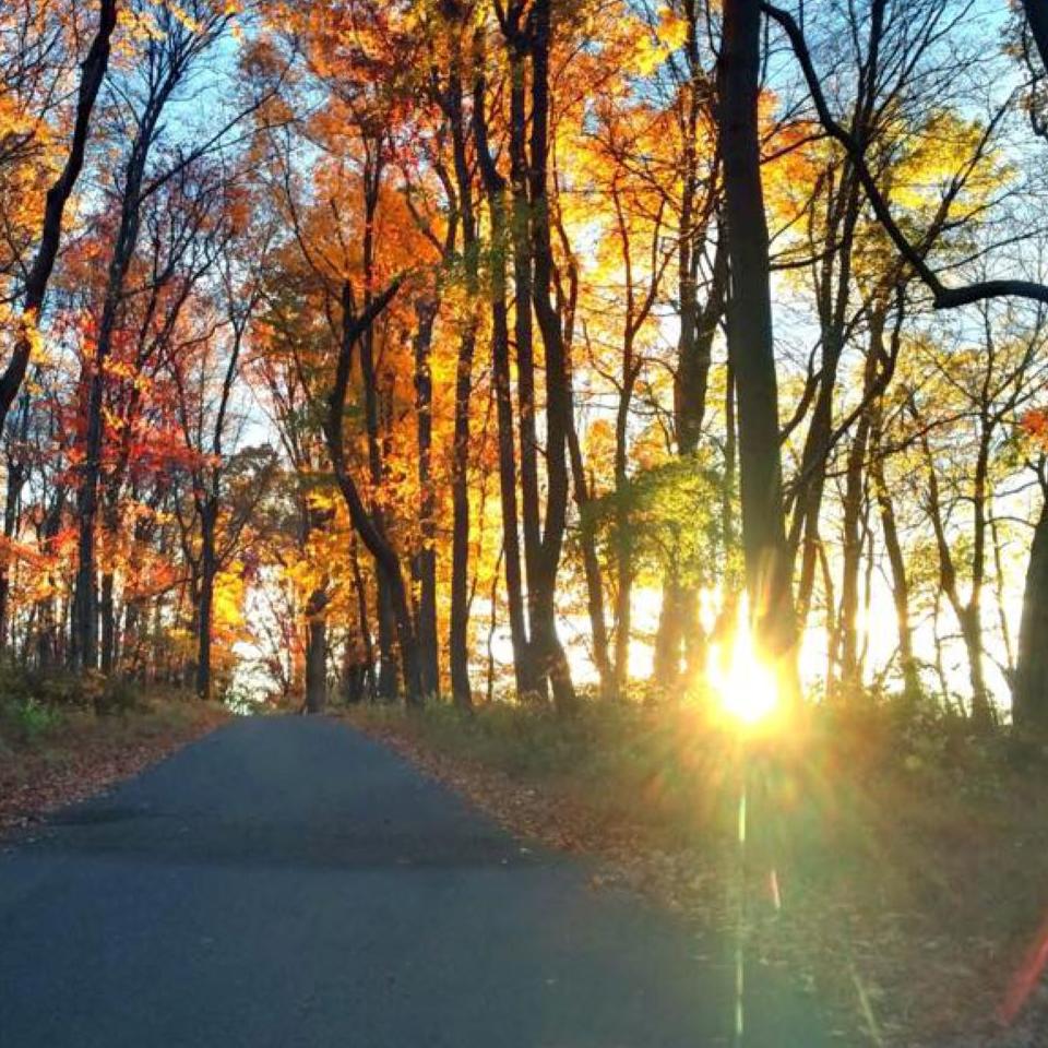 A road goes toward the horizon during sunset in autumn in the woods.