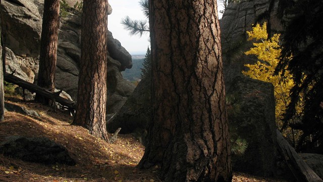 Ponderosa pine trees near Mount Rushmore.