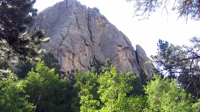 A large cliff near Mount Rushmore looms over ponderosa pine and quaking apsen trees.