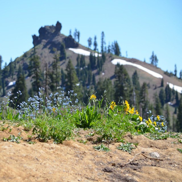 Wildflowers bloom along trail.