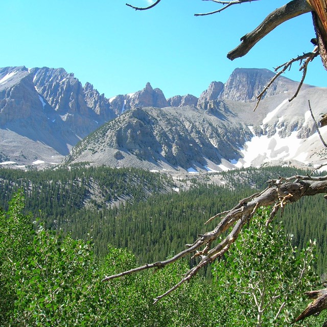 Jagged peaks in the background with greenery and snag in foreground.