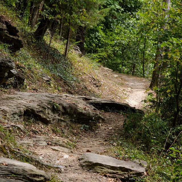 Dirt footpath winds through dense, green woods.