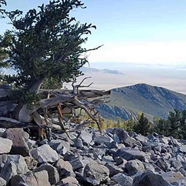 High-elevation Pine Monitoring - Mountains (U.S. National ...