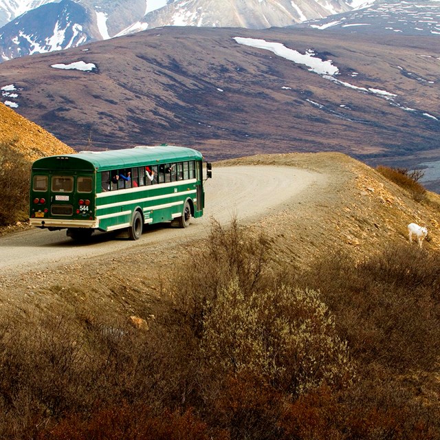 riders look at a dall sheep from the windows of a bus