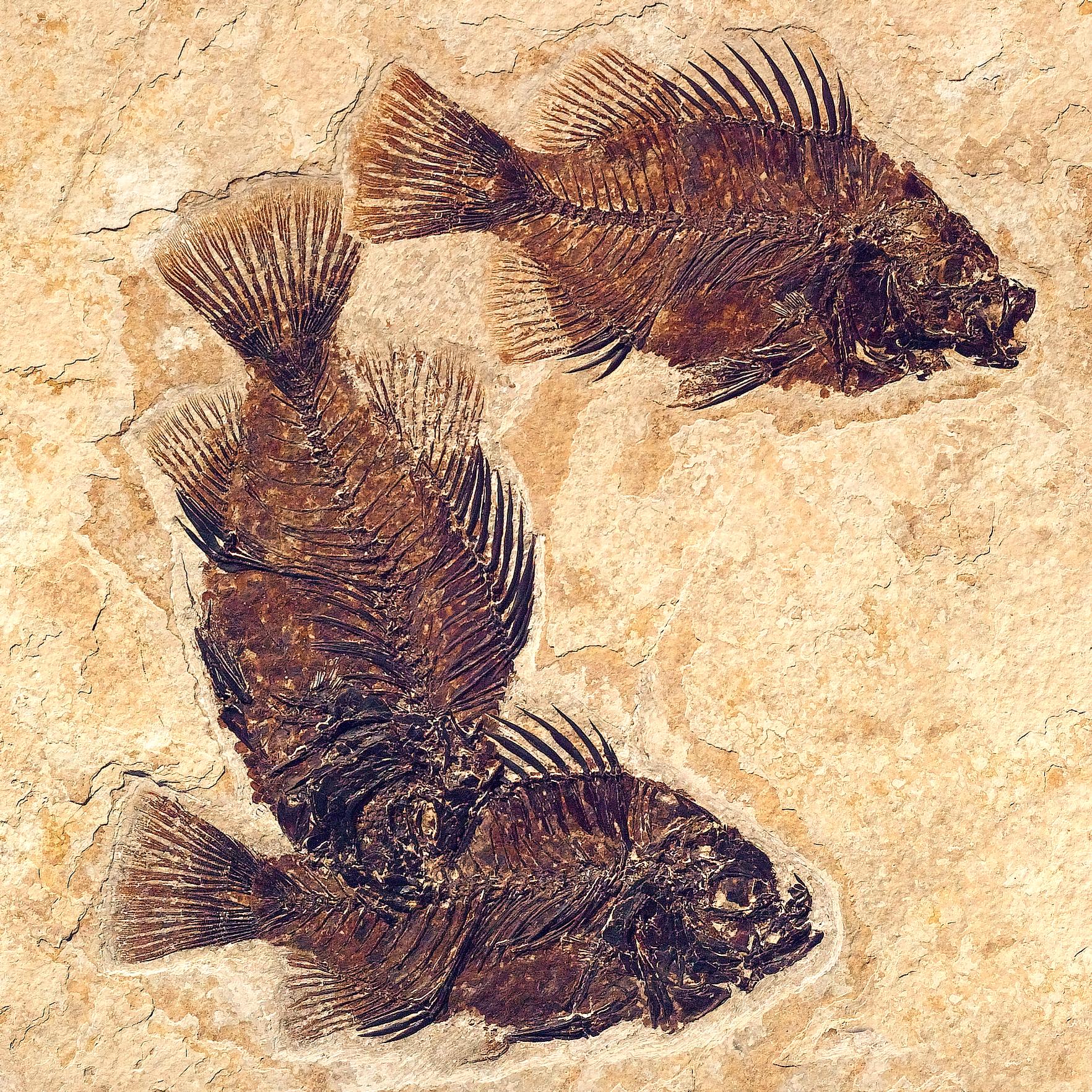 Mass mortalities fossil