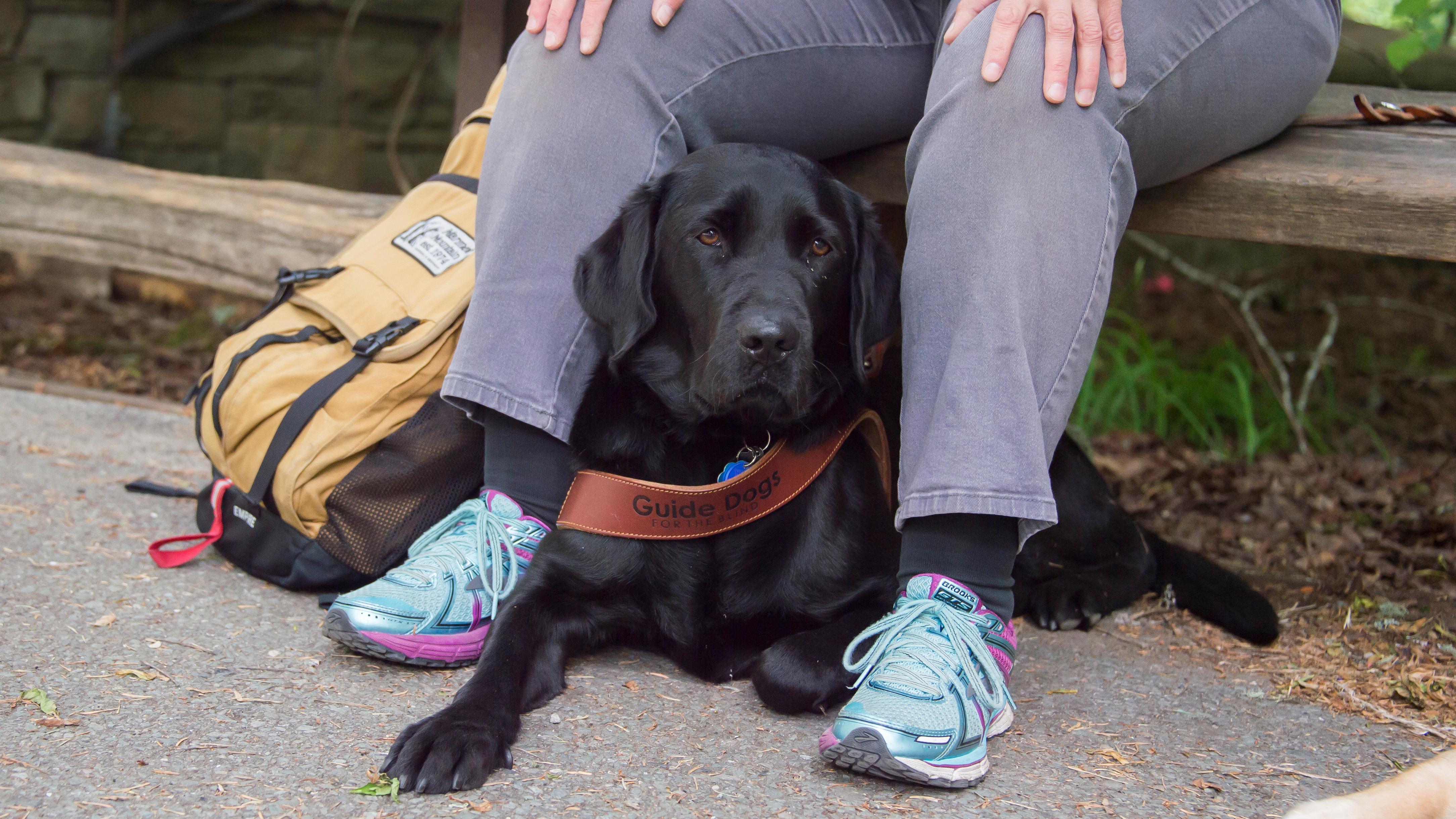 A service animal at work