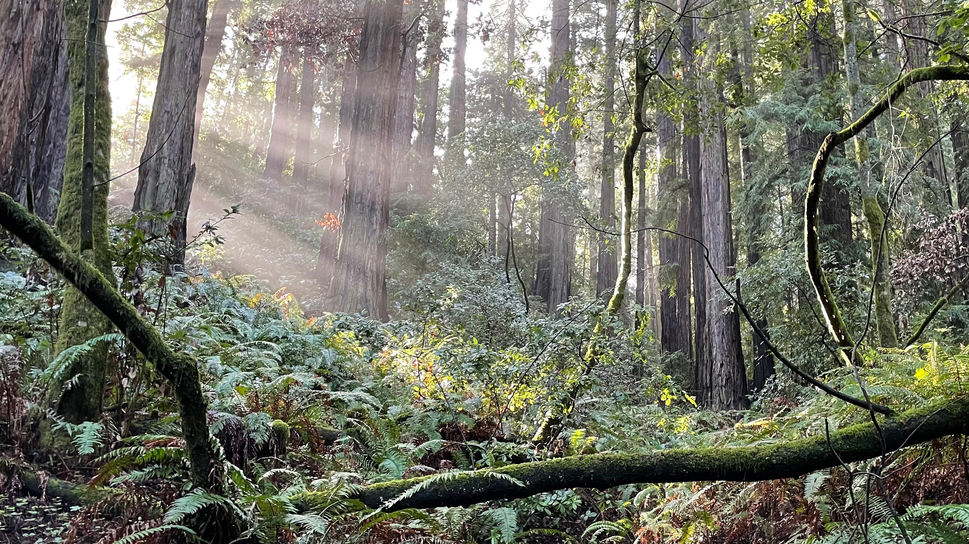 a rich green array of plants carpets a forest floor as redwood trees tower above