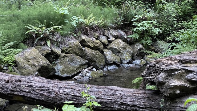 Rocks line a creek with greenery above and a log across the bottom of the frame.