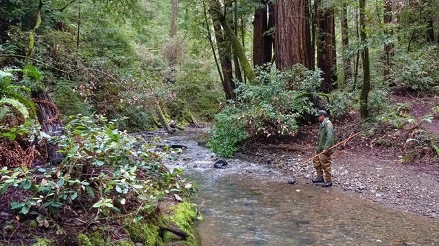 How are the salmon affected by climate change?