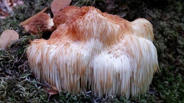 A lion’s mane mushroom growing on a tree. Notice the brownish ends signifying this is an older mushr