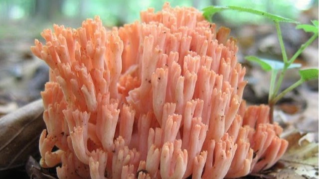 Redwoods and mycorrhizal fungi like this coral fungus, both benefit from their mutualistic relations