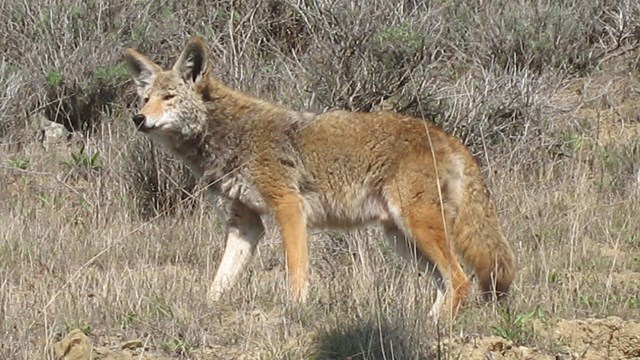 coyote looking into the distance on a hillside