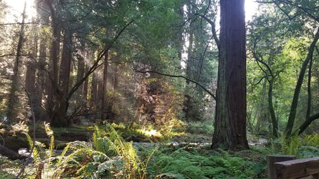light shining through the canopy into a redwood forest