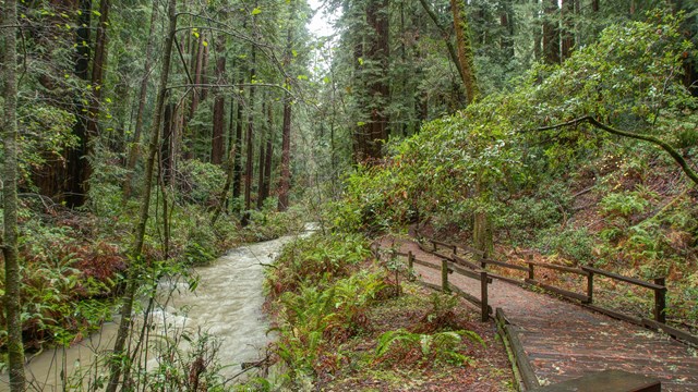 Redwood Creek at Main Trail in Muir Woods National Monument