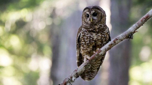 How Birds React to Climate Change Paints a Picture for People