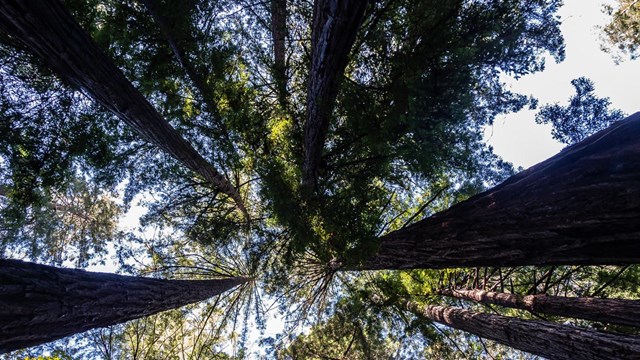 A Climate Resilient Future for Muir Woods