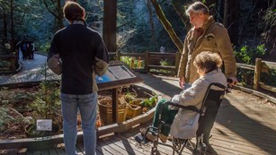 Woman in wheelchair on the boardwalk in the redwood forest