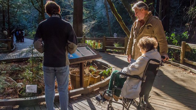 A woman in wheelchair and two figures standing on the boardwalk in the redwood forest