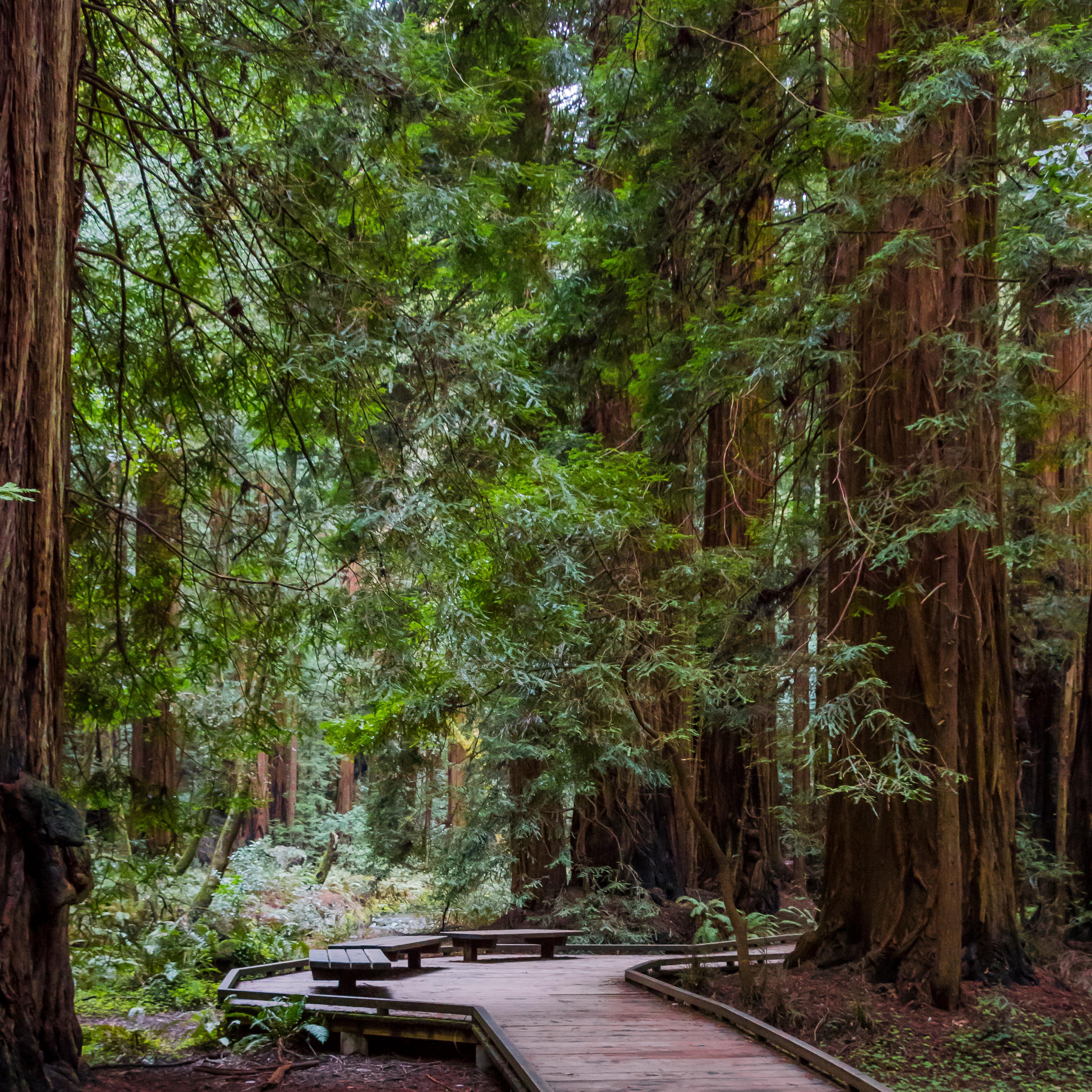 Boardwalk through a redwoods forest 
