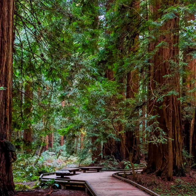 Boardwalk through a redwoods forest 