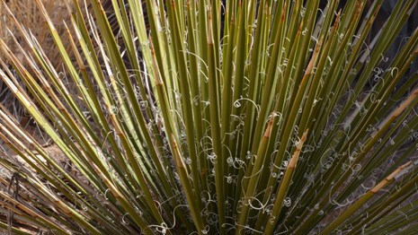 close up of yucca's spiky green fronds