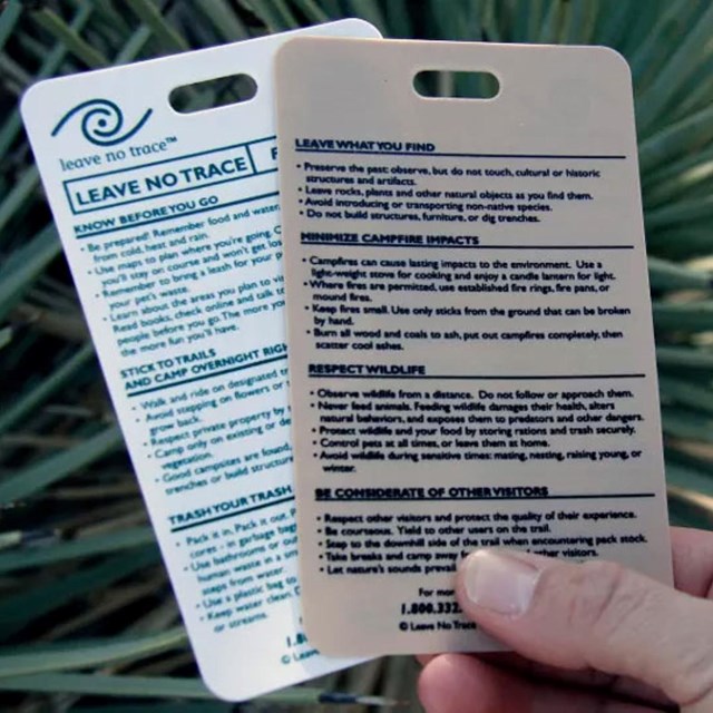 Two white cards with blue lettering are held in front of a pointy green yucca