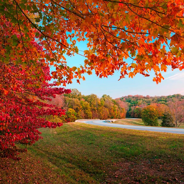 A red leafed tree overhangs a view of a curved 2-lane road.