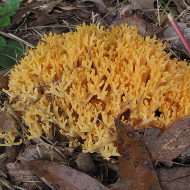 A yellow fungus that appears like it has very thick hairs. 