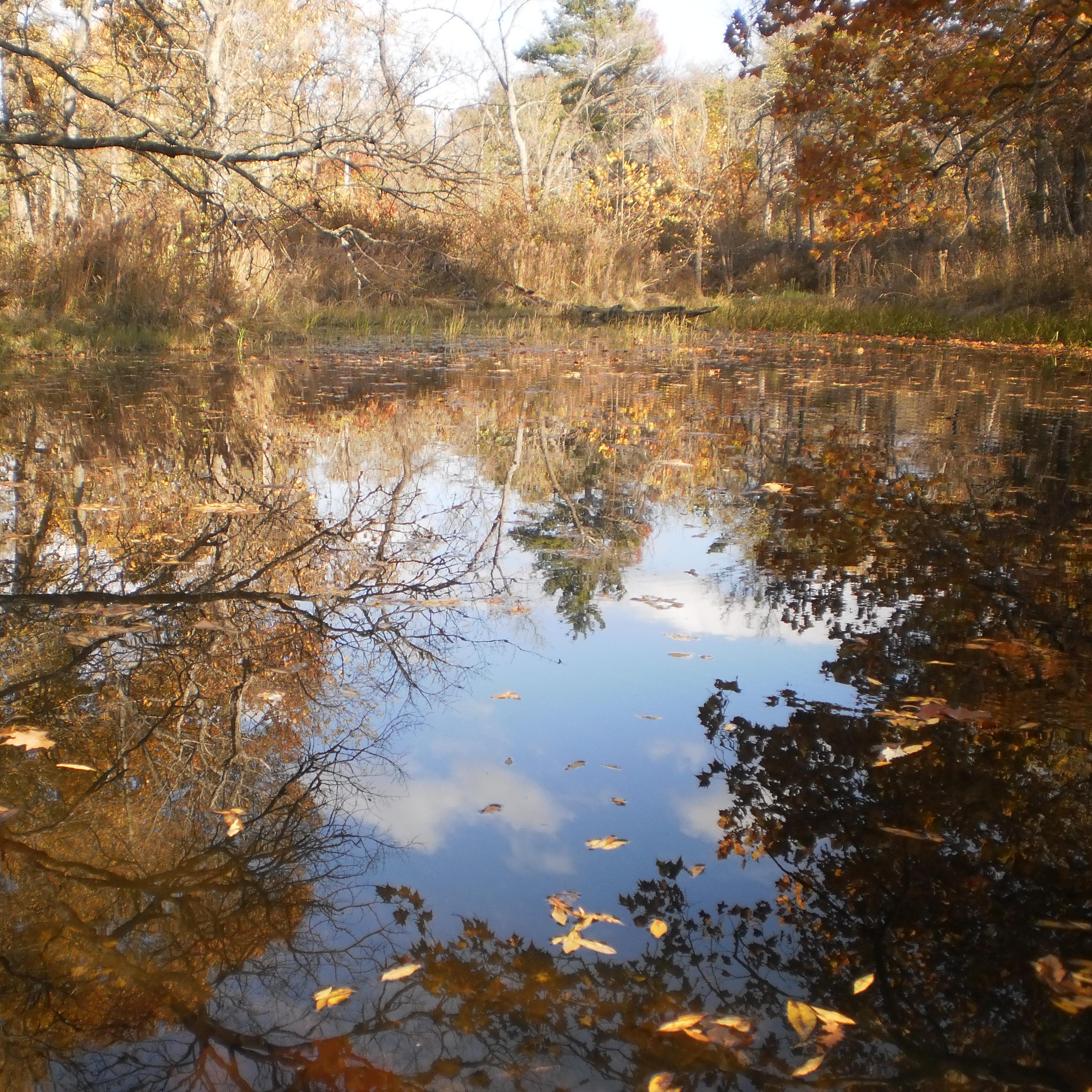 A pond surrounded by trees with yellowing leaves and reflecting the sky. 