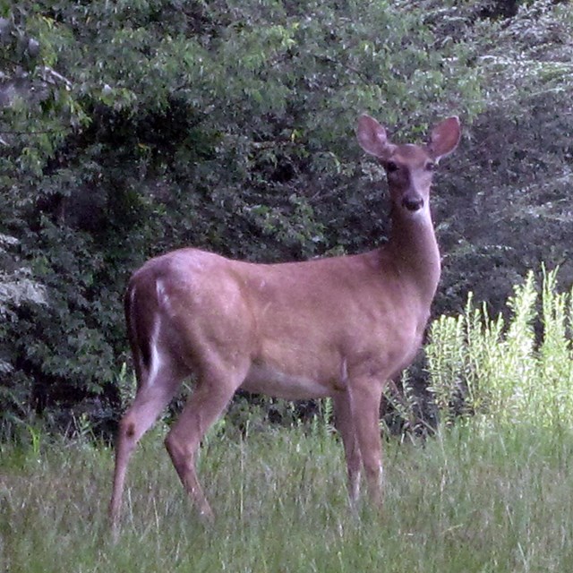 A tan deer with no antlers standing in grass in front of trees.