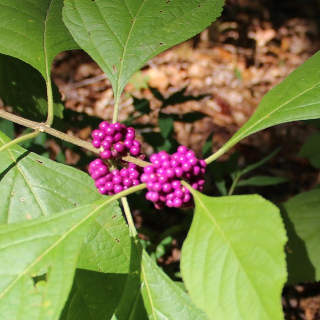 Close up of green ovate leaves with clusters of magenta berries.