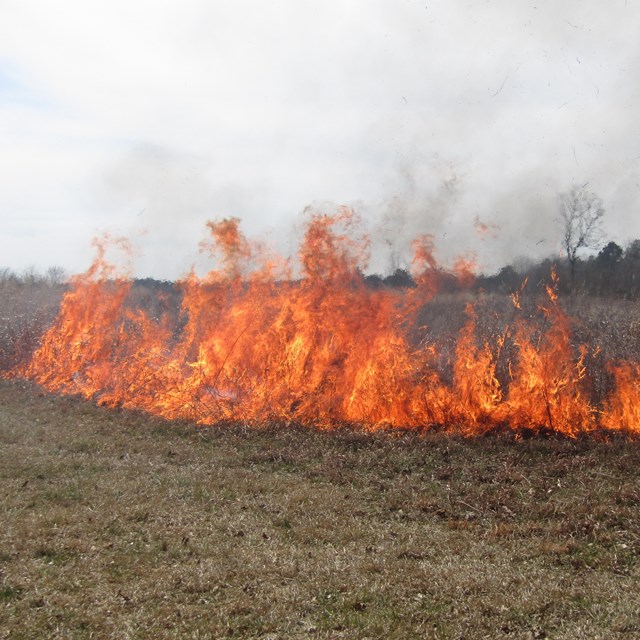 A line of tall flames in a large area of dry grass. 