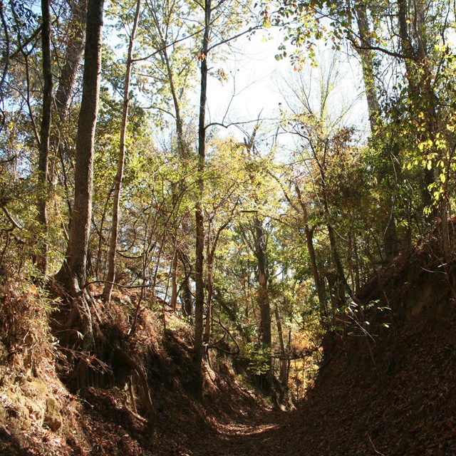 A sunken trail through the forest. 