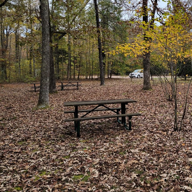 A wooded area, with a picnic table. 