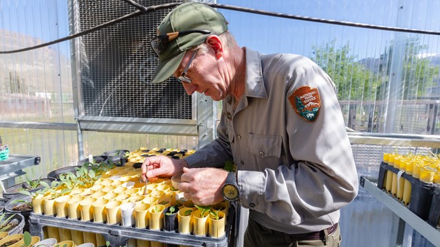 a man in national park service uniform transplants seedlings in a greenhouse