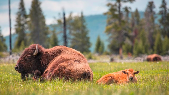 a bison and calf lay in a meadow