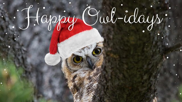 an owl peaks out from behind a tree branch with santa hat and text Happy Owlidays