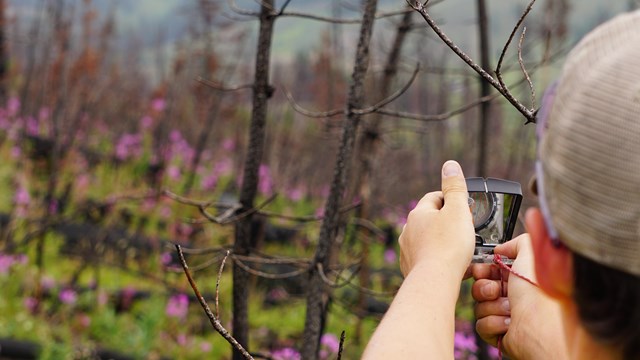a person holds a compass at arm's length in a burned area with pink flowers
