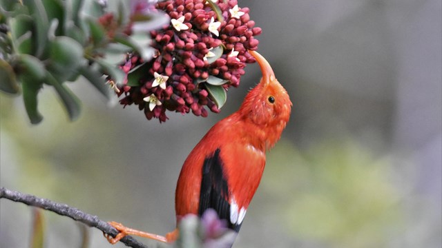 a bright red bird with black wings and a long curved beak