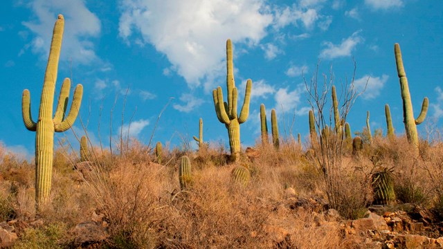 towering green cacti with limbs jutting toward the blue sky