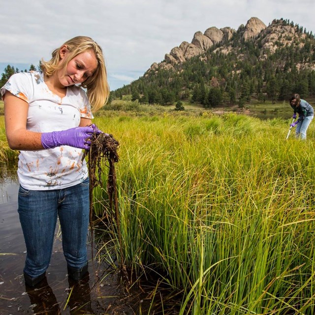 A citizen scientist examines dragonfly larvae in a wetland field.