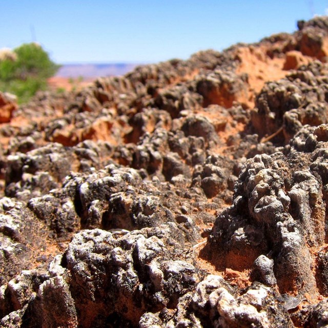 a close-up of a biological soil crust