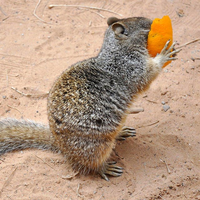 a squirrel with its head in an orange peel