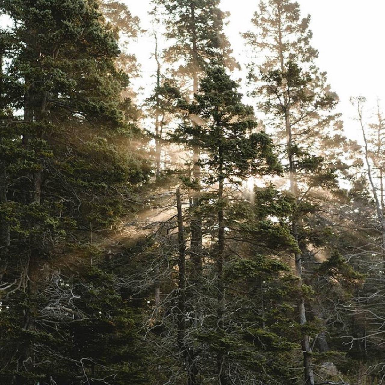 Light shines through a forest