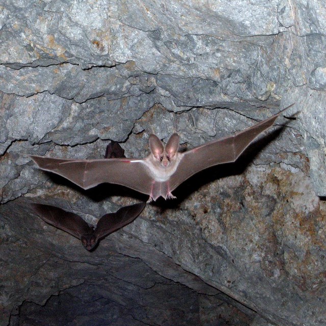 a bat spreads its wings in flight