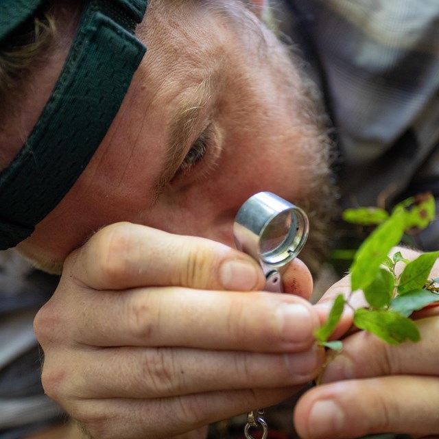 a man uses a hand lens to examine a plant