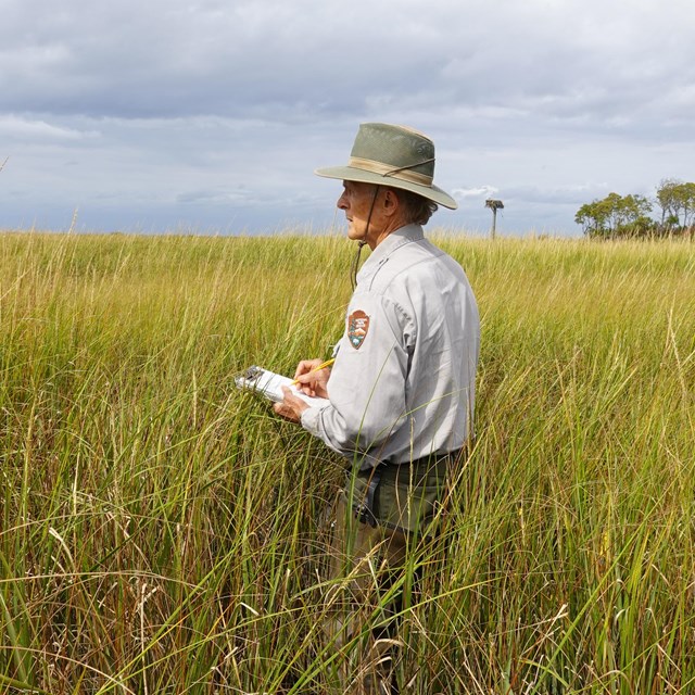 A park scientist wearing a cream-colored hat stands in the middle of a vegetated marsh