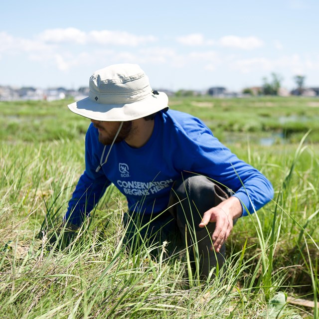An intern wearing a blue long sleeve and white hat sits in a green salt marsh