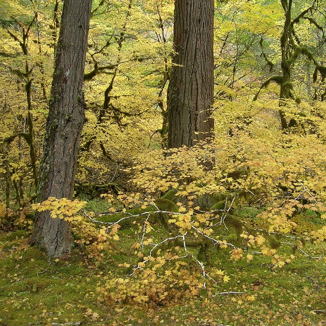 forest understory vegetation in fall color